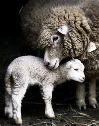 lamb2